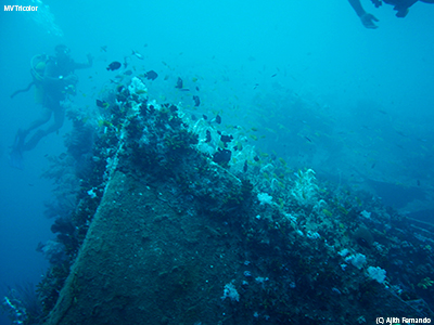 The bow